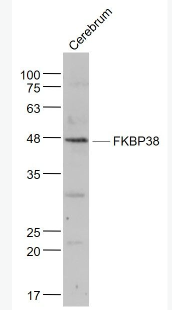 Anti-FKBP38 antibody-FK506结合蛋白38抗体