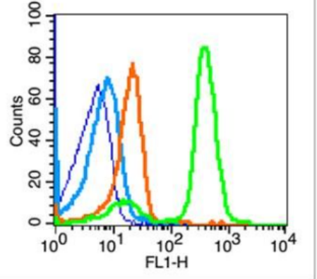 Anti-beta-Amyloid 1-42(CT) antibody-β淀粉样肽/Aβ42抗体