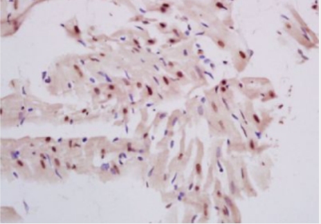 Anti-DNase gamma antibody-脱氧核糖核酸酶γ抗体