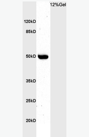 Anti-BHLHE41 antibody-BHLHE41抗体