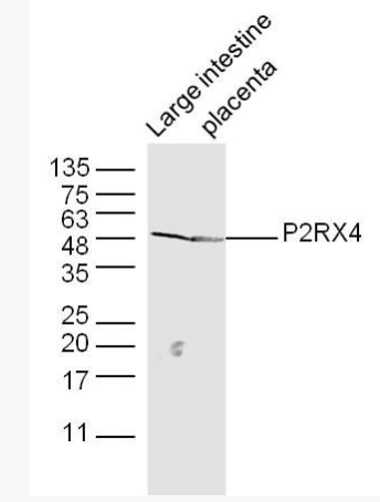Anti-P2RX4 antibody-三磷酸腺苷门控阳离子通道蛋白抗体