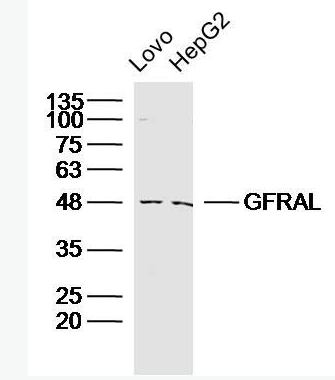 Anti-GFRAL antibody-胶质细胞系源性神经营养因子受体α1样蛋白抗体