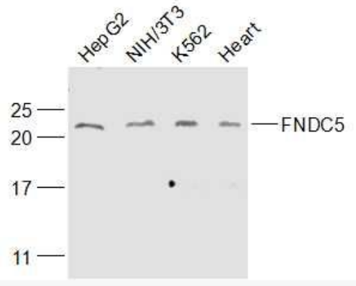 Anti-FNDC5 antibody-Ⅲ型纤维连接蛋白域蛋白2/5抗体