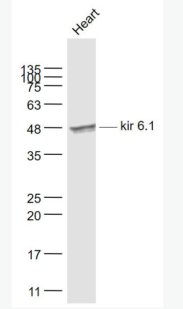 Anti-kir 6.1 antibody-ATP敏感钾离子通道蛋白抗体