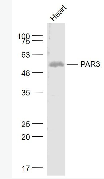 Anti-PAR3 antibody-蛋白酶激活受体3抗体