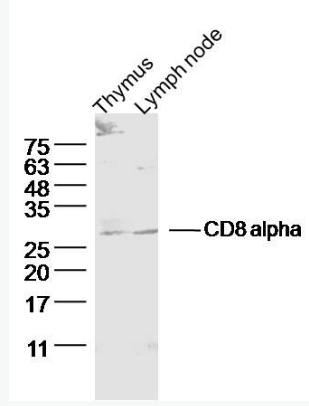 Anti-CD8 alpha antibody-CD8抗体