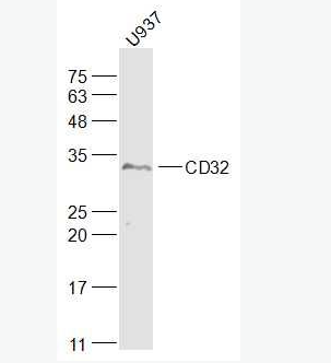 Anti-CD32 antibody-免疫球蛋白G Fc段受体Ⅱ抗体