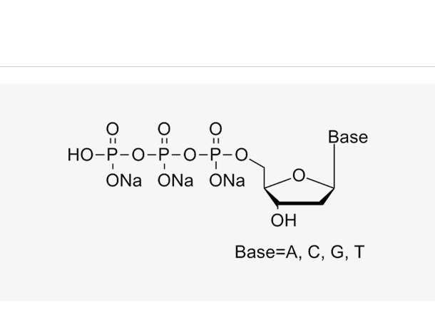 dNTP 10mM Mix(HPLC≥99%)