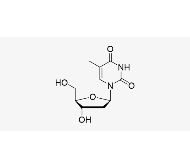 Thymidine (dT)