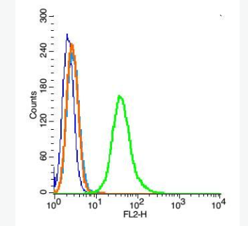 Anti-FAM61B antibody-FAM61B蛋白抗体