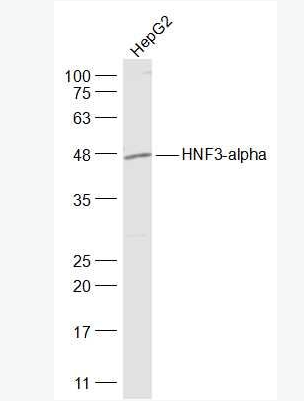 Anti-HNF3-alpha/FOXA1 antibody-转录因子HNF-3α/FOXA1抗体