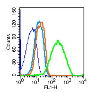 Anti-VE Cadherin  antibody-血管内皮钙粘蛋白抗体