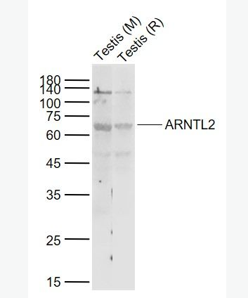 Anti-ARNTL2 antibody-芳香烃受体核转录蛋白样2抗体