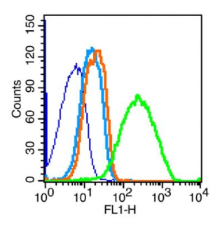 Anti-VE Cadherin antibody-血管内皮钙粘蛋白抗体