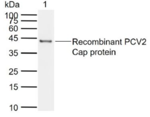 Anti-PCV2 capsid protein antibody-猪圆环病毒Ⅱ型衣壳蛋白抗体