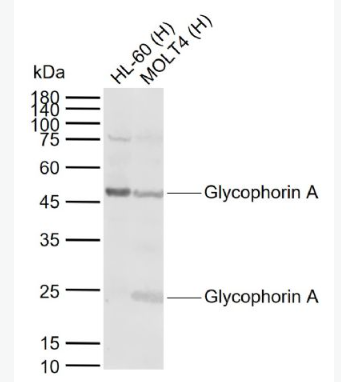 Anti-Glycophorin A antibody-血型糖蛋白A（CD235a）抗体