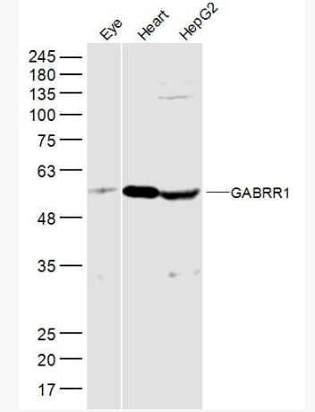 Anti-GABRR1 antibody-G氨基丁酸A型受体rho1/GABAA Rρ1抗体