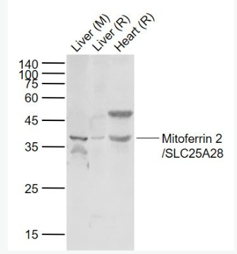 Anti-Mitoferrin 2/SLC25A28 antibody-线粒体铁转运蛋白2抗体