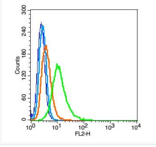 Anti-Gbx2 antibody-肠和大脑特定同源蛋白2抗体