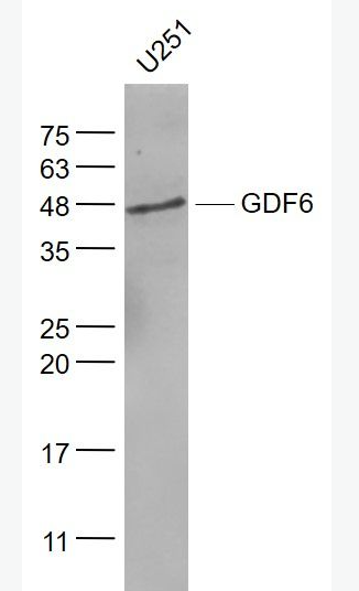 Anti-GDF6 antibody-生长分化因子6抗体