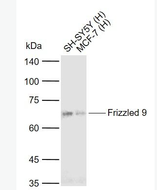 Anti-Frizzled 9 antibody-CD349抗体