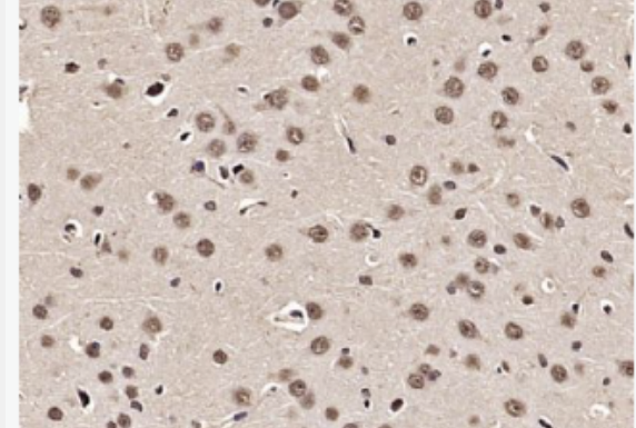 Anti-SOX1 antibody-转录因子SOX-1抗体