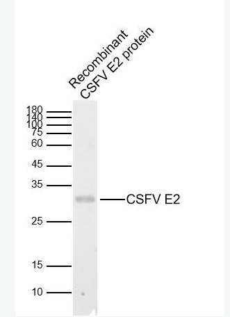 Anti-CSFV E2 antibody-猪瘟病毒包膜糖蛋白E2抗体