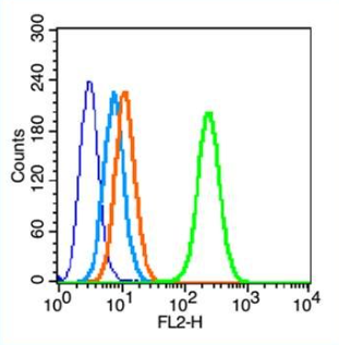 Anti-HFE antibody-遗传性血色病蛋白相关蛋白1抗体