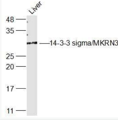 Anti-14-3-3 sigma antibody-14-3-3 sigma抗体