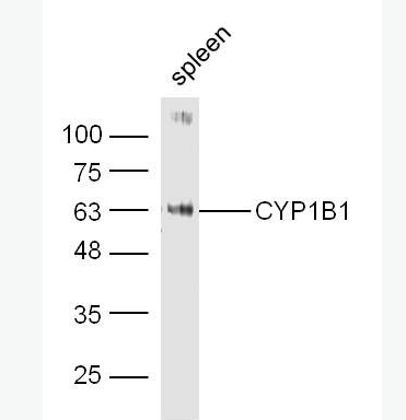 Anti-CYP1B1 antibody-细胞色素cP4501B1抗体