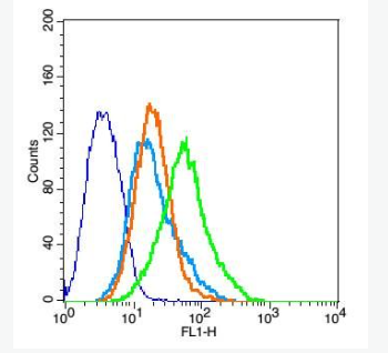 Anti-GABA Transporter 2 antibody-γ氨基丁酸运载蛋白2抗体