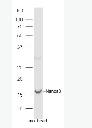 Anti-Nanos3 antibody-骨巢蛋白抗体