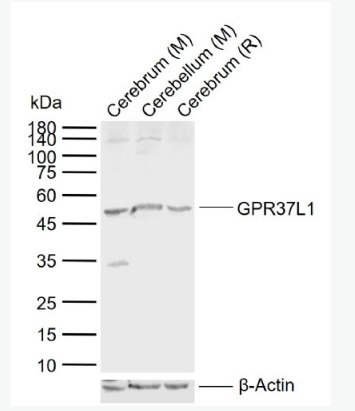 Anti-GPR37L1 antibody-G蛋白偶联受体GPR37样蛋白1抗体