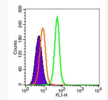 Anti-TYROBP antibody-自然杀伤激活受体相关蛋白DAP12抗体