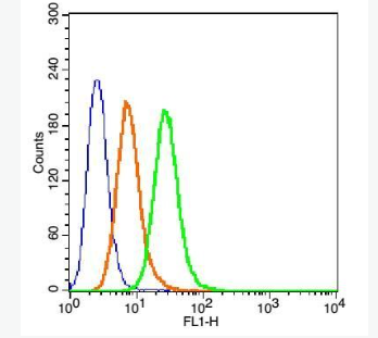 Anti-ADH1A + ADH1B + ADH1G antibody-乙醇脱氢酶1抗体