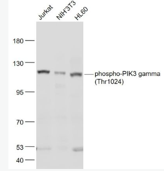 Anti-phospho-PIK3 gamma (Thr1024) antibody-磷酸化磷脂酰肌醇激酶PIK3-γ抗体