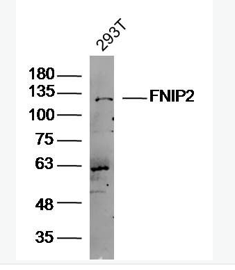 Anti-FNIP2 antibody-卵泡刺激素结合蛋白2抗体