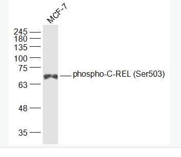 Anti-phospho-C-REL (Ser503) antibody-磷酸化淋巴细胞衍生C-型凝集素抗体