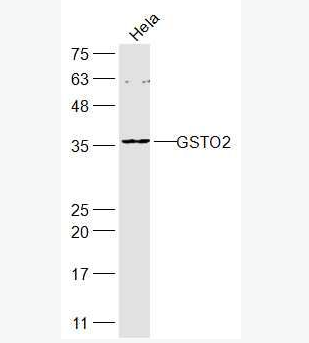Anti-GSTO2 antibody-谷胱甘肽S转移酶ω2抗体