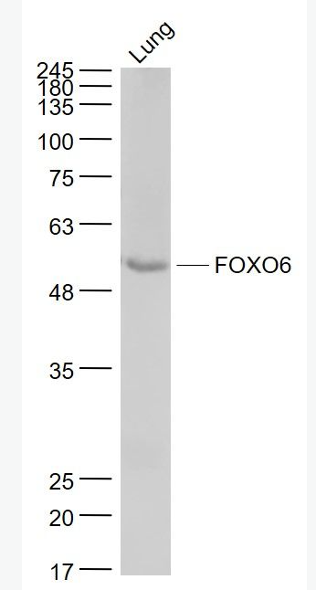 Anti-FOXO6 antibody-叉头蛋白O6抗体