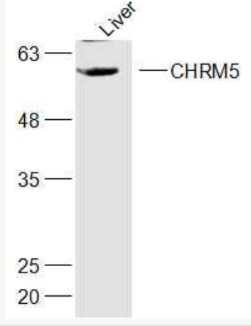 Anti-CHRM5 antibody-毒蕈碱型乙酰胆碱受体M5抗体
