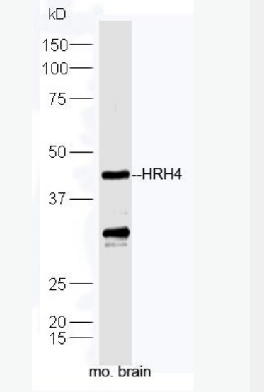 Anti-HRH4 antibody-组织胺H4受体抗体