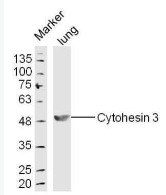 Anti-Cytohesin 3 antibody-胞粘蛋白3抗体