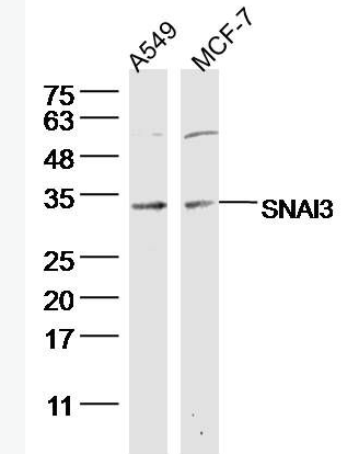 Anti-SNAI3 antibody-锌指蛋白293抗体
