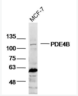 Anti-PDE4B antibody-磷酸二酯酶4B抗体