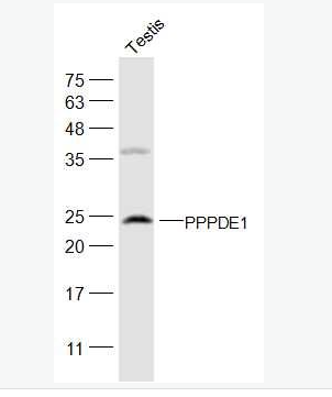 Anti-PPPDE1/FAM152A antibody-FAM152A蛋白抗体