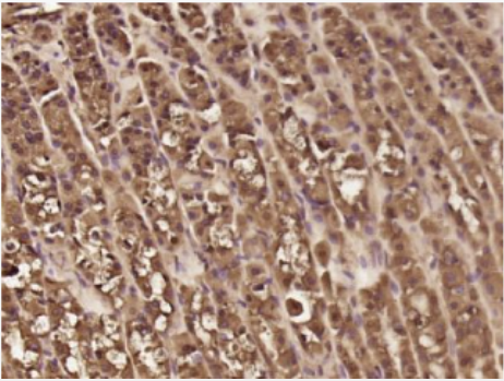 Anti-PPP1R11 antibody-蛋白磷酸酶PPP1R11抗体