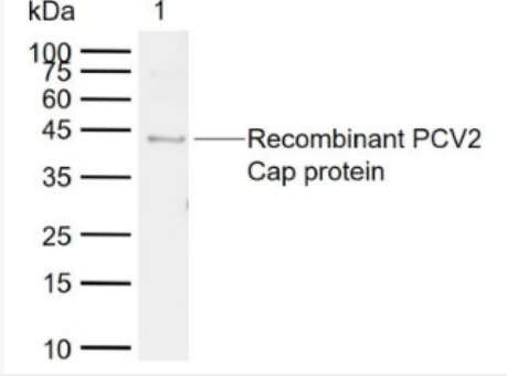 Anti-PCV2 Cap protein antibody-猪圆环病毒CAP蛋白质抗体