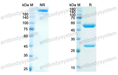 Research Grade Serplulimab  (DHH02213)