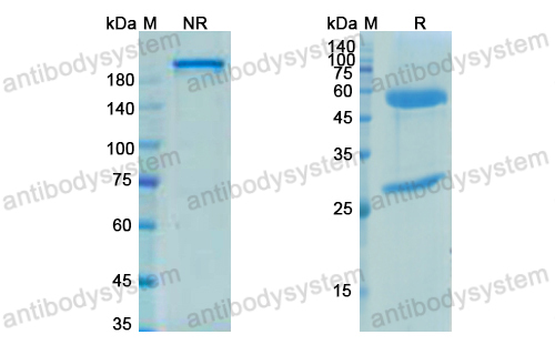 Research Grade Petosemtamab  (DHB86918)